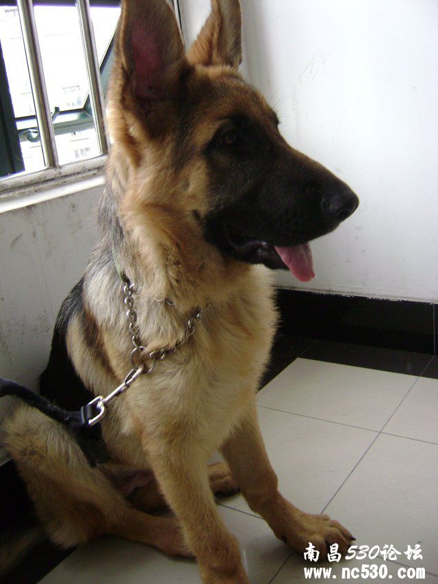 阴部有块红斑，后流脓