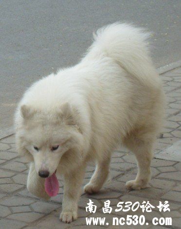 寻找爱犬萨摩耶