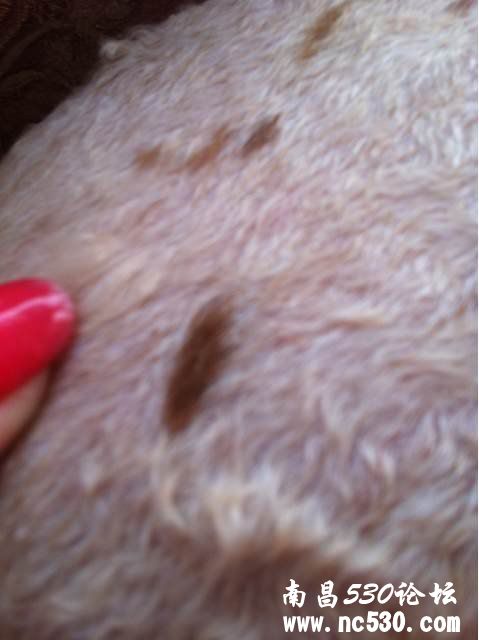 狗狗剃完毛以后身上长了一块一块的深色斑点！
