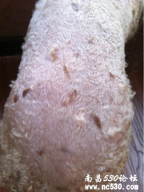 狗狗剃完毛以后身上长了一块一块的深色斑点！