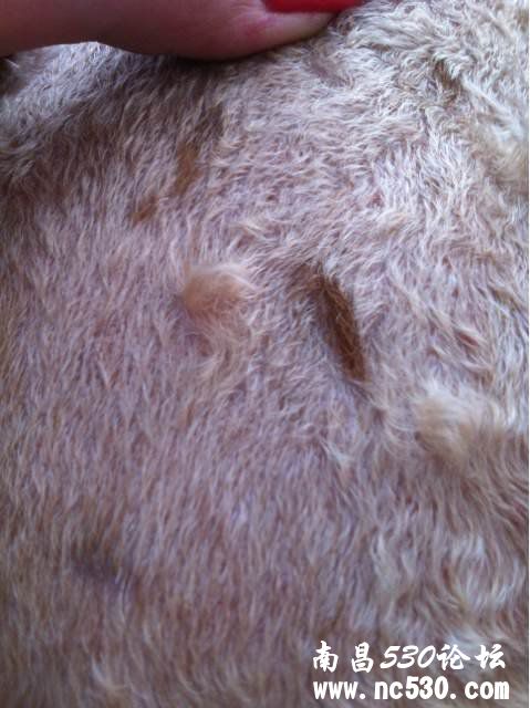 狗狗剃完毛以后身上长了一块一块的深色斑点！