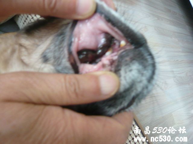 口腔内有黑色肿物