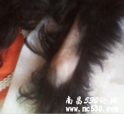 我家狗狗掉毛皮肤病怎么治？