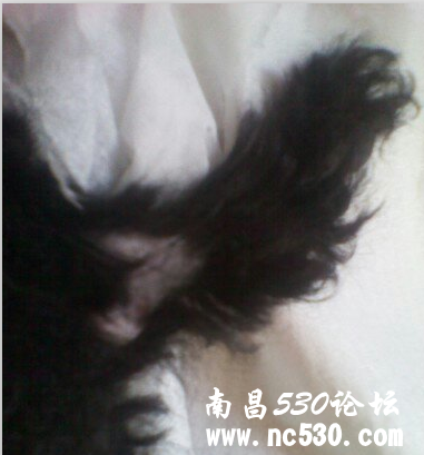 我家狗狗掉毛皮肤病怎么治？