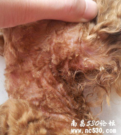 刘欣医生，您好！狗狗有癣菌（犬小抱子菌）求治疗方案