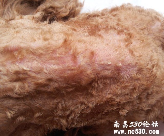 刘欣医生，您好！狗狗有癣菌（犬小抱子菌）求治疗方案