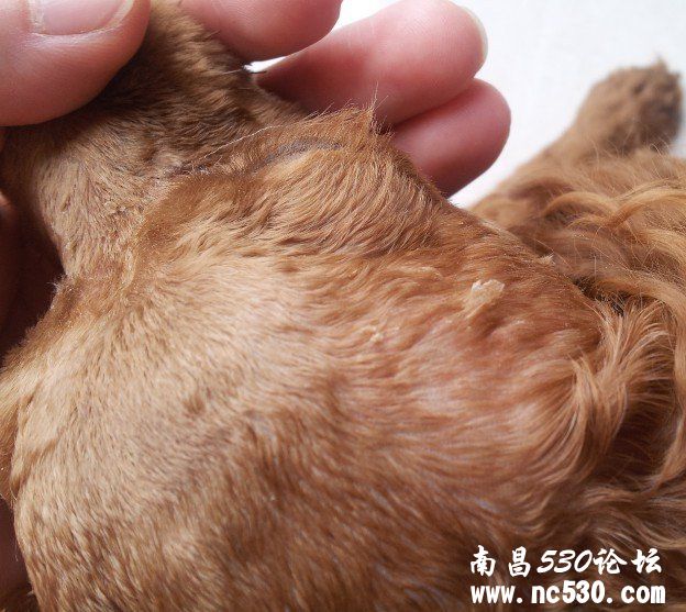 刘欣医生，您好！狗狗有癣菌（犬小抱子菌）求治疗方案