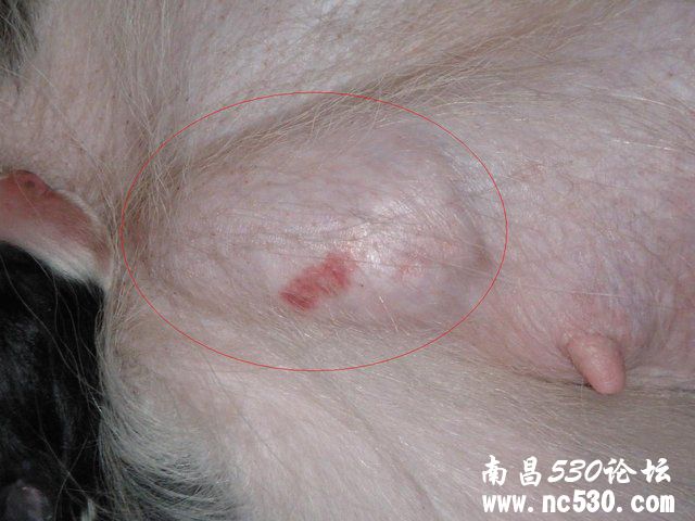 肚肚上面的怪东西