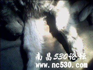 收养的阿拉前腿关节突出 救救它吧