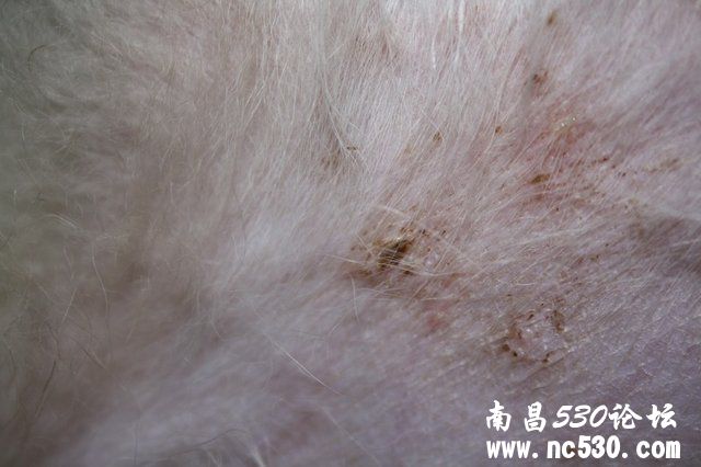 帮忙看看我家的苏牧这是什么问题