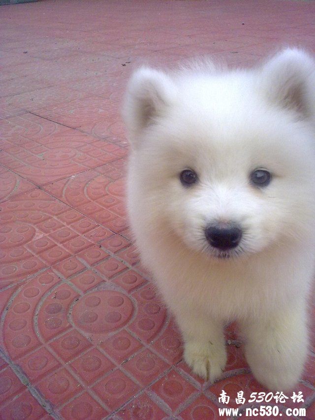 急 急  急2个月萨摩拉稀