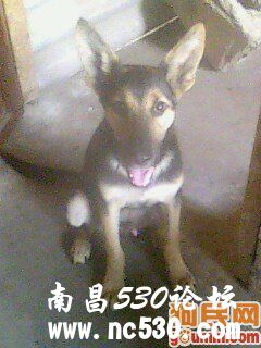 帮忙看看是什么品种？