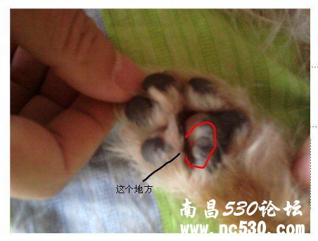 紧急求助：狗狗脚垫开裂怎么回事儿