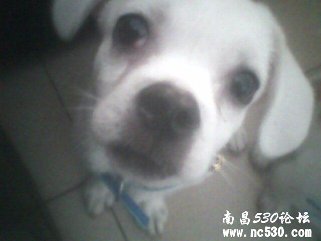 急！！我家狗狗的眼睛怎么了？