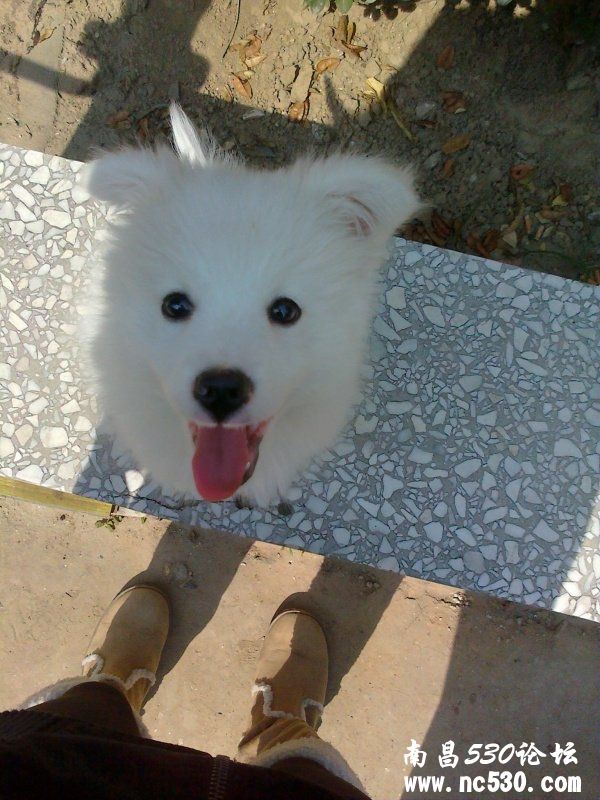 关于日本银狐立耳问题~~~