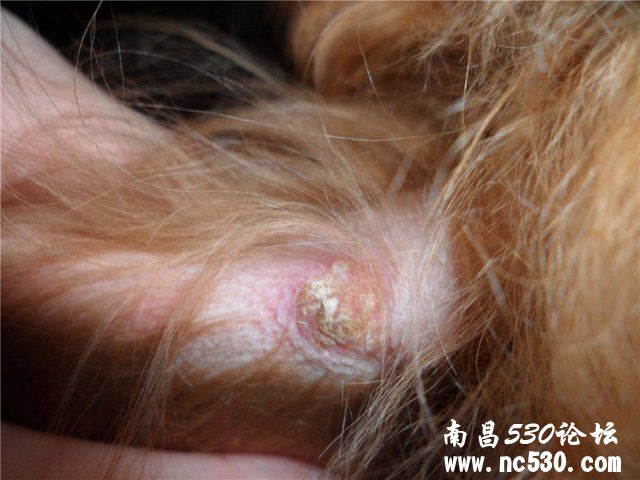 狗狗这样是不是皮肤病？？？