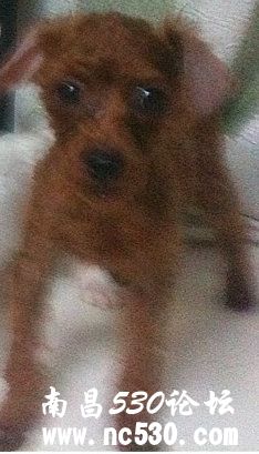 贵宾耳朵剃完胎毛后不长毛了。