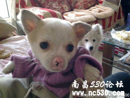 请问各位大虾~介是个什么串串嘞~