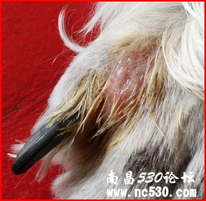 狗狗的脚的皮肤问题！急急！