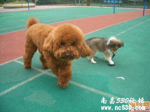 求助！成年贵宾酷爱啃腿毛！