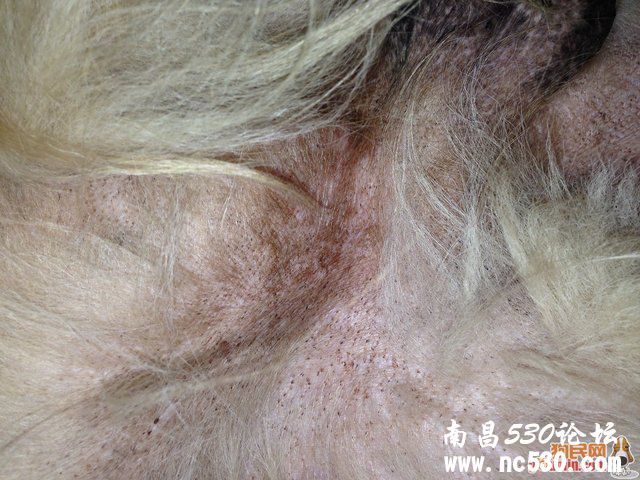 生殖器周边，宠物店说的是螨虫