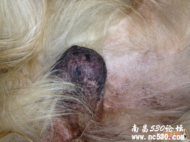 生殖器周边，宠物店说的是螨虫