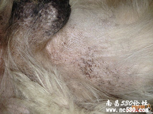 生殖器周边，宠物店说的是螨虫