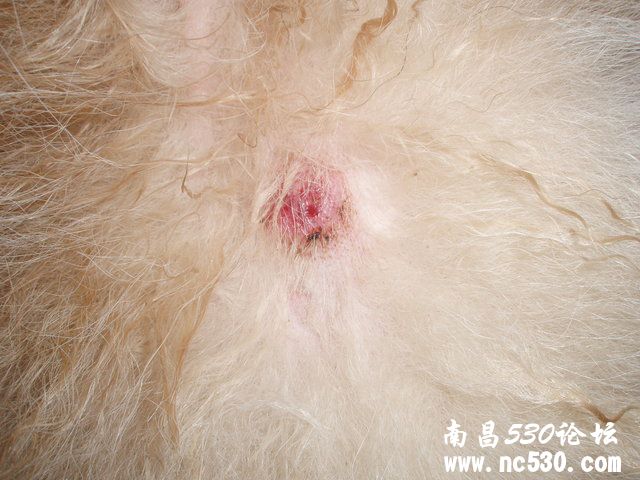 狗狗胸肋皮肤上长了一个5角硬币大小圆形肿块