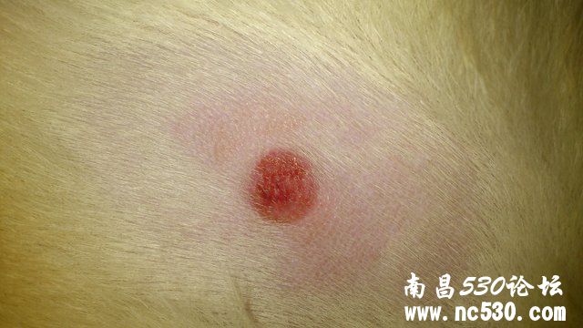 狗狗前腿出现一个小肿块，硬硬的