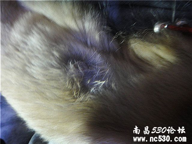 狗狗身上长的是什么呀，求助