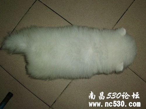 为病危博美小狗祈福！挺住！