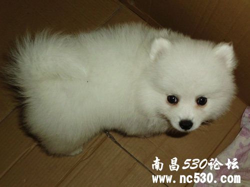 为病危博美小狗祈福！挺住！