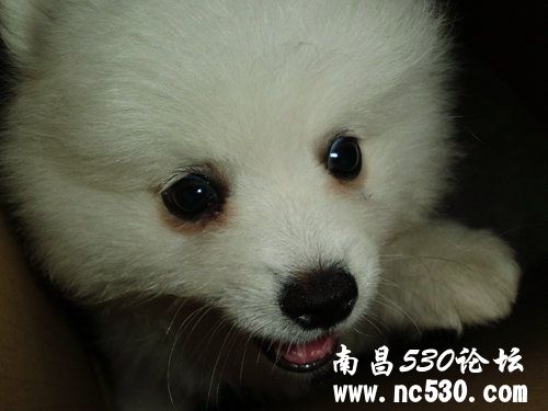 为病危博美小狗祈福！挺住！