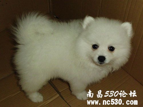 为病危博美小狗祈福！挺住！