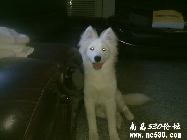 大家帮忙看看我家狗狗是萨摩吗?