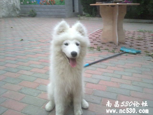 大家帮忙看看我家狗狗是萨摩吗?