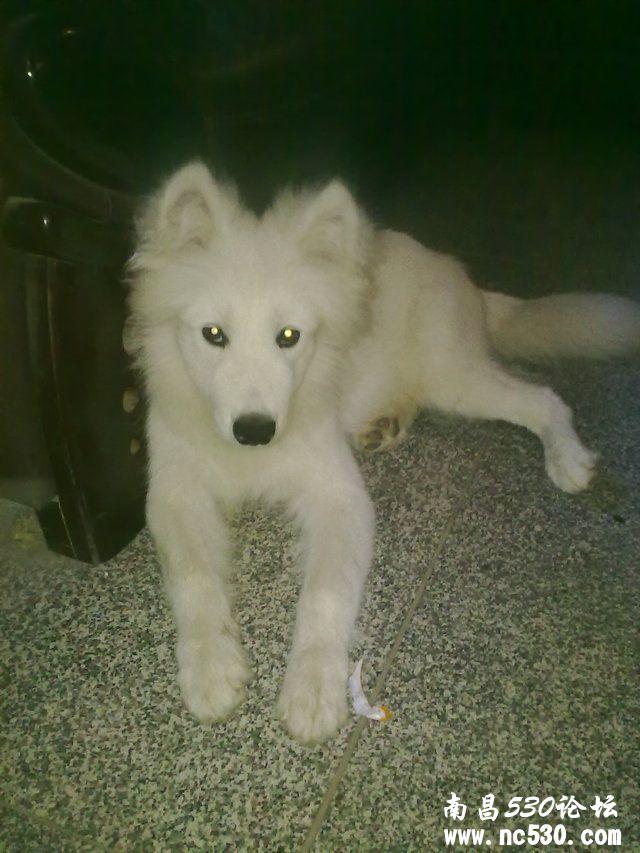 大家帮忙看看我家狗狗是萨摩吗?