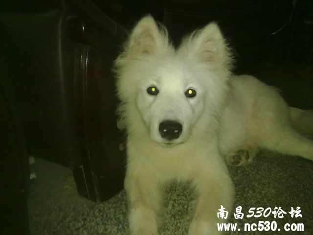 大家帮忙看看我家狗狗是萨摩吗?