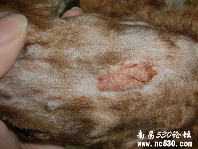 贵宾皮肤病的问题又来了。