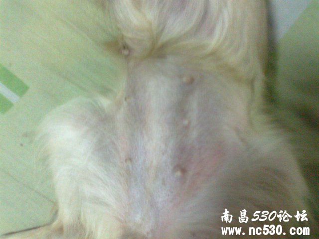 急。看看狗的肚子怎么了