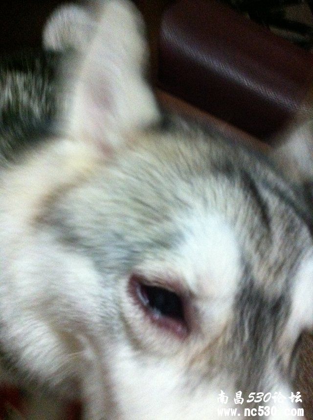 一只眼圈有点红，嘴巴微肿怎么办