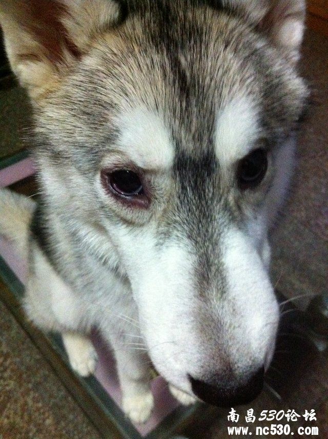 一只眼圈有点红，嘴巴微肿怎么办