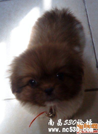 狗狗老爱咬人的脚，好烦恼！