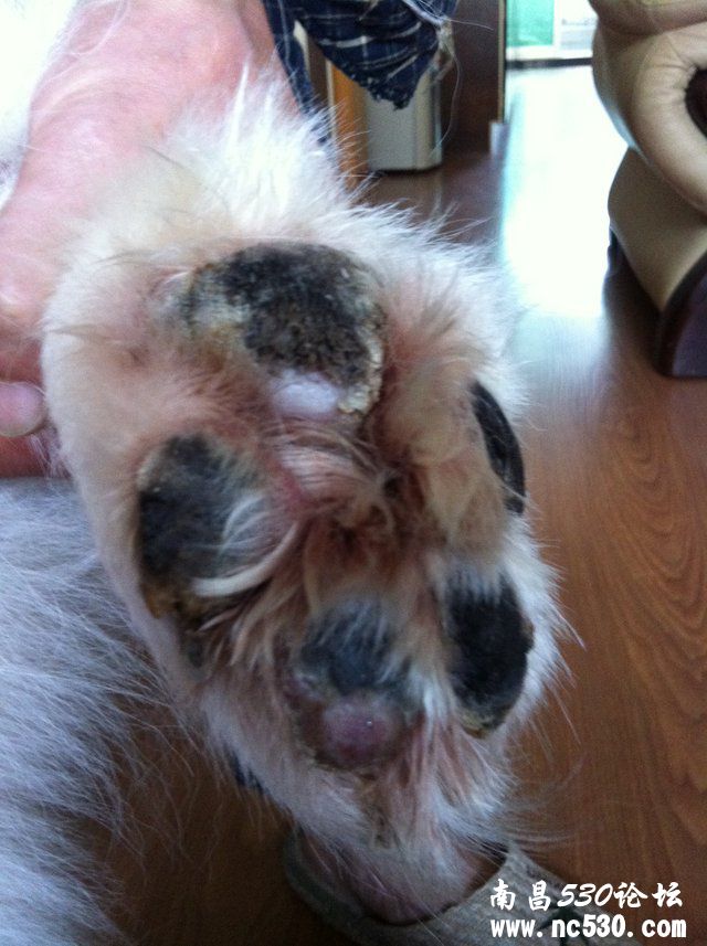 狗狗的脚掌烂了。急...