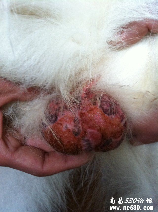狗狗的脚掌烂了。急...