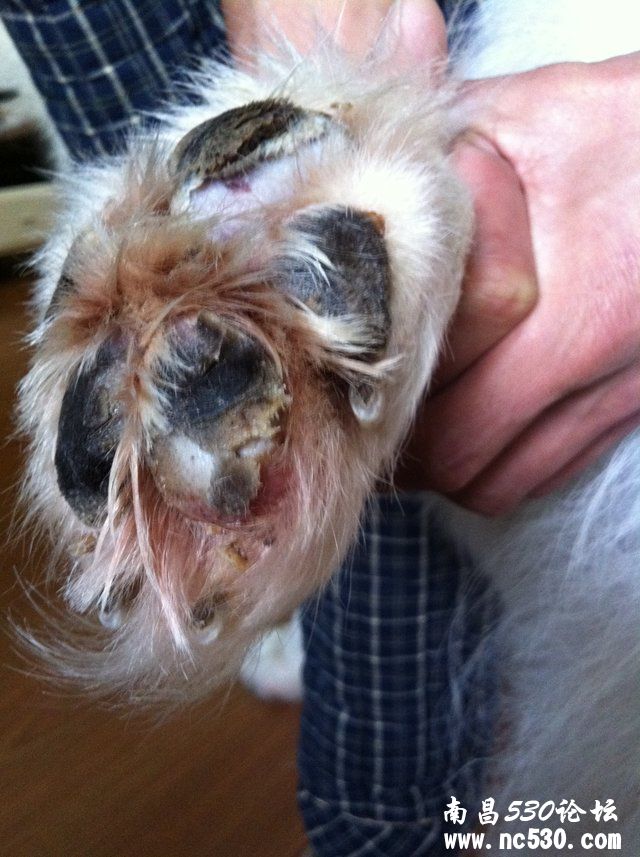 狗狗的脚掌烂了。急...