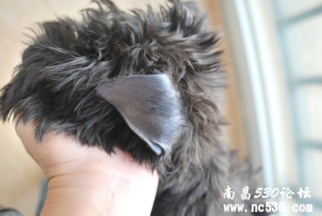 刘医生，3个半月的雪纳瑞耳朵掉毛