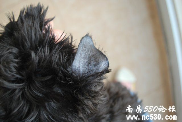 刘医生，3个半月的雪纳瑞耳朵掉毛