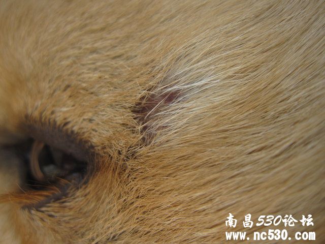 金毛眼睛旁边缺一块毛