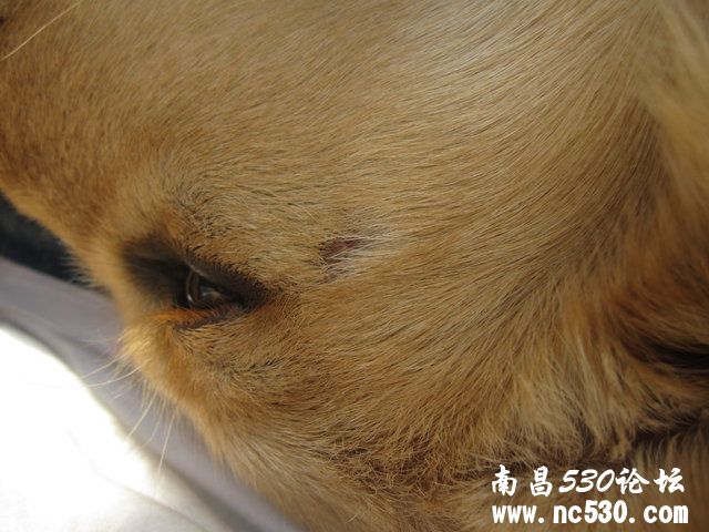 金毛眼睛旁边缺一块毛